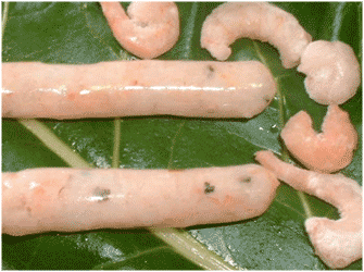 Shrimp and cheese sausage